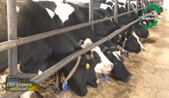 Vacile de la IBNA Baloteşti produc lapte conform