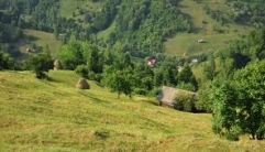 200 ha de pădure - plantaţie nouă în Râciu de Mureş