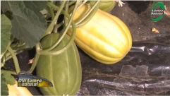 Pepenele cu gust de pară, o idee de afacere și pentru legumicultorii români