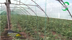 Cum se vede programul tomate românești printre fermieri