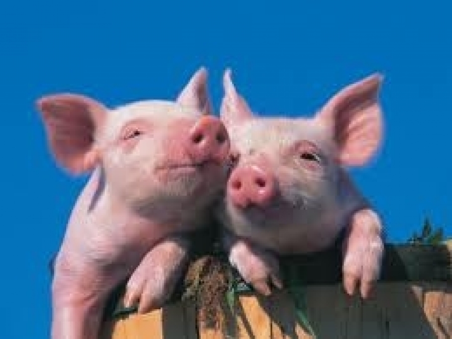 16 august 2012 inclusiv este ultima zi de depunere a Cererilor de ajutor pentru Măsura 215 – plăţi privind bunăstarea animalelor – porcine